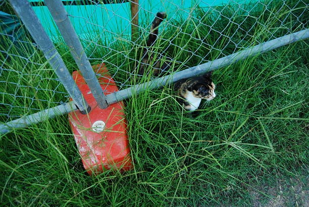 Green Fencing Choices Understanding How Your Fence Affects the Environment